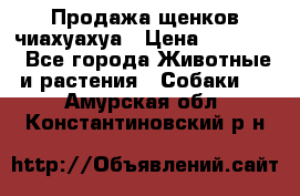 Продажа щенков чиахуахуа › Цена ­ 12 000 - Все города Животные и растения » Собаки   . Амурская обл.,Константиновский р-н